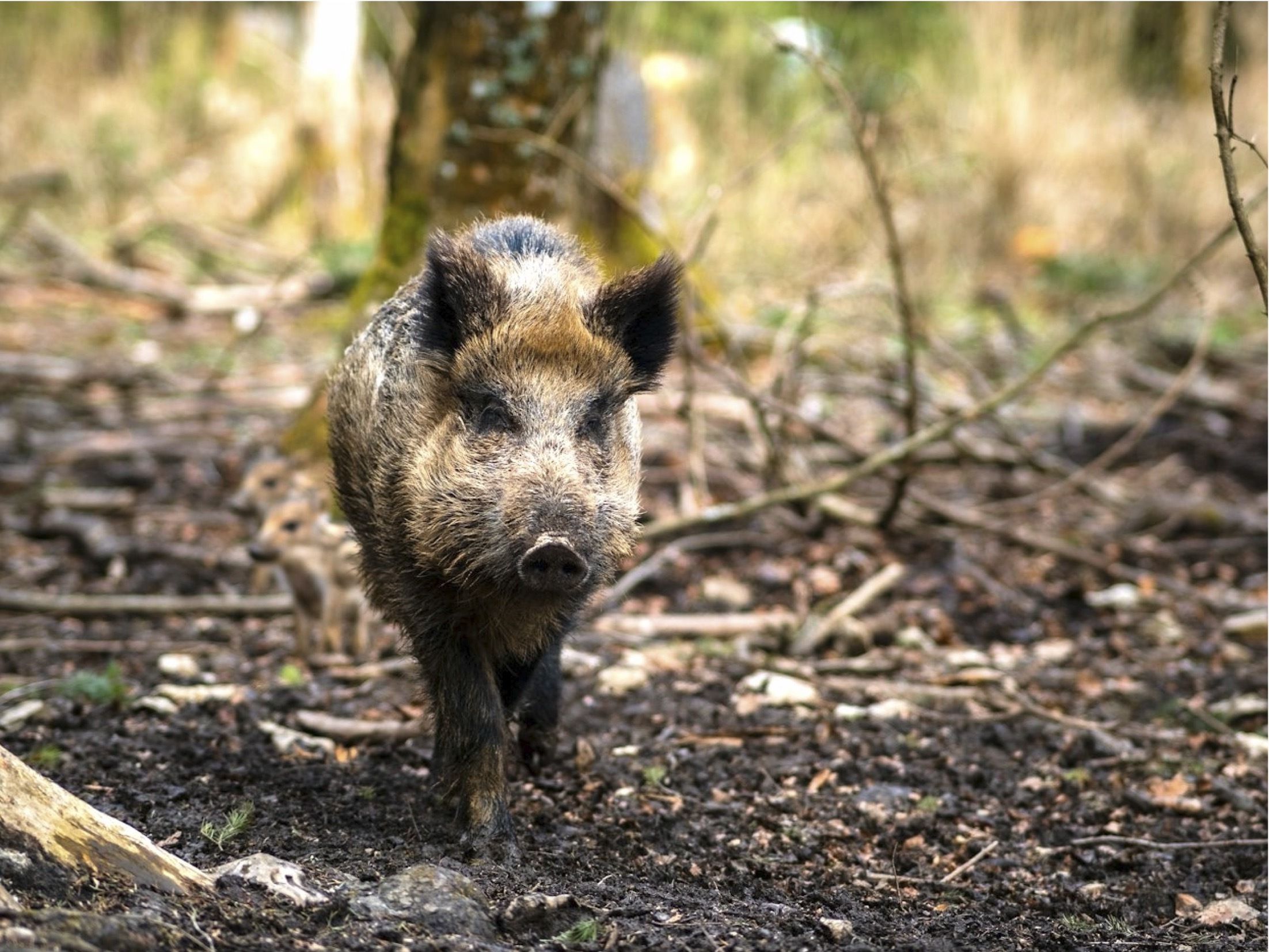 African swine fever virus detected in Finland